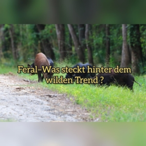 feral