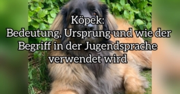 köpek