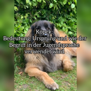 köpek