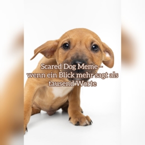 scared Dog