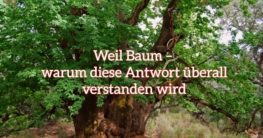 weil baum