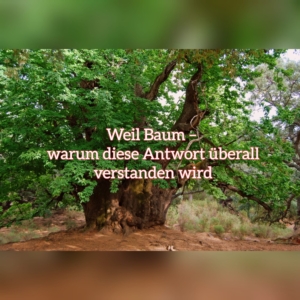 weil baum